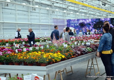 Visitors checking out the varieites of Selecta One.